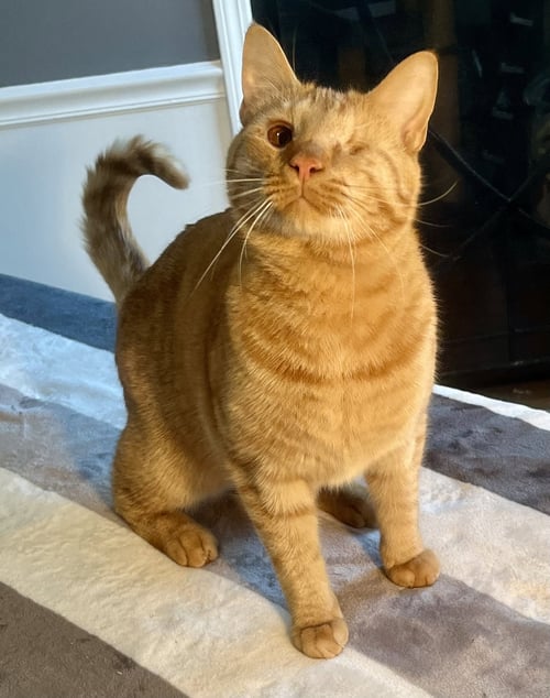 BONFIRE - Domestic Short Hair available for adoption