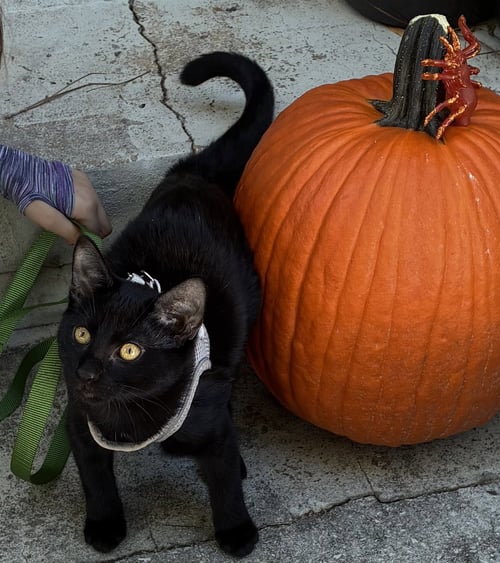 PISTOL - Domestic Short Hair / Bombay available for adoption