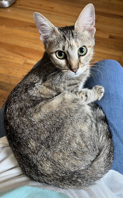 Fig Image