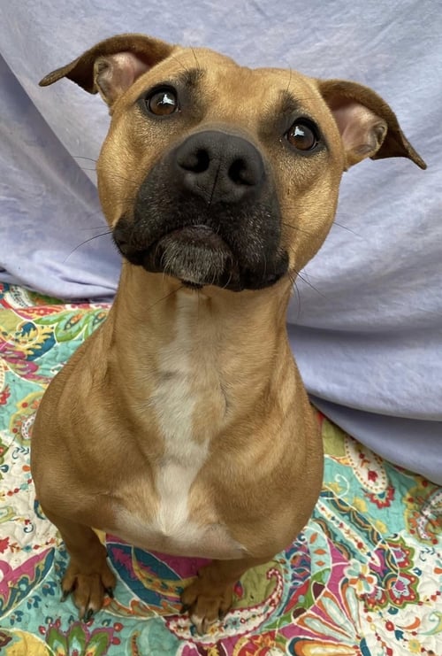 KYLO - Boxer / American Staffordshire Terrier available for adoption