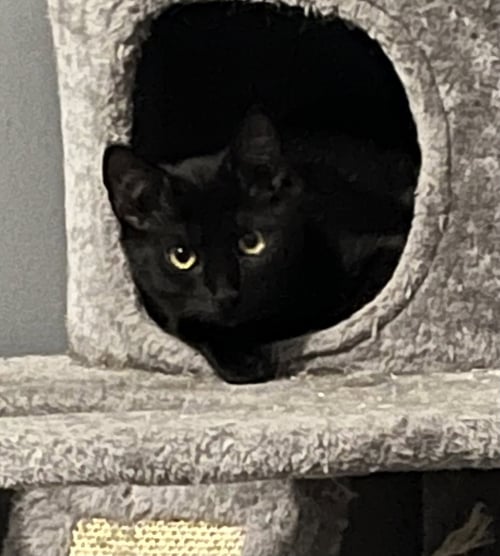 OOLONG - Domestic Short Hair available for adoption