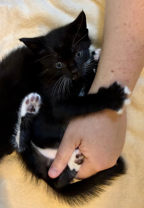 PENN - Domestic Short Hair available for adoption