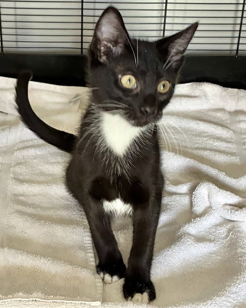 PENN - Tuxedo / Domestic Short Hair available for adoption