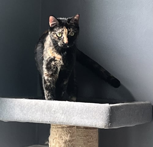 BEETLE - Domestic Short Hair / Tortoiseshell available for adoption