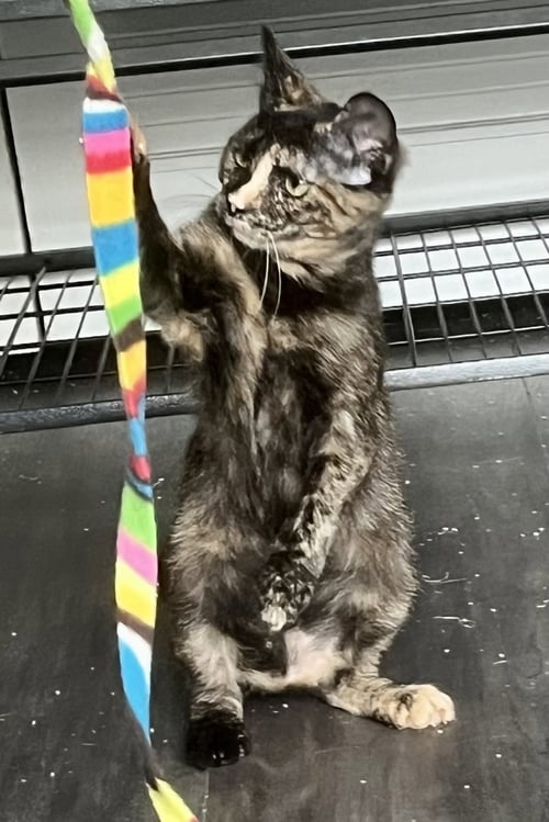 CHAMOMILE - Domestic Short Hair available for adoption