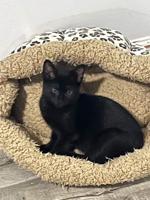 FIZZ - Domestic Short Hair available for adoption