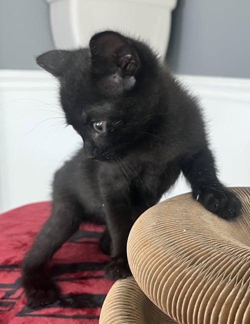 FIZZ - Domestic Short Hair available for adoption