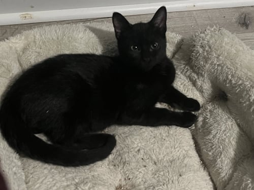 FIZZ - Domestic Short Hair available for adoption