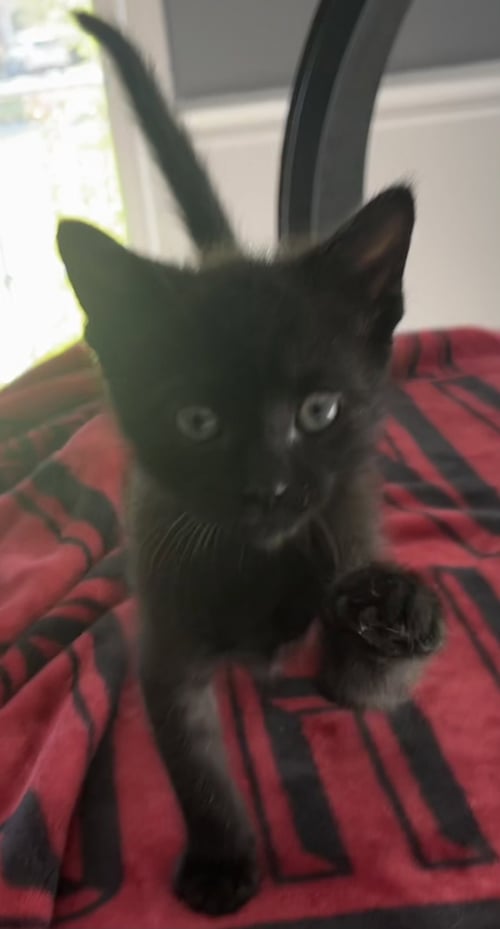 FIZZ - Domestic Short Hair available for adoption