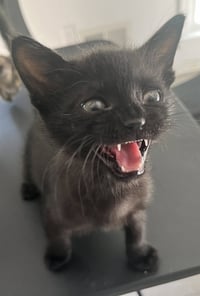 Fizz - Photo 10