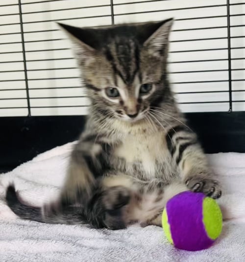 LOBLOLLY - Tabby / Domestic Short Hair available for adoption