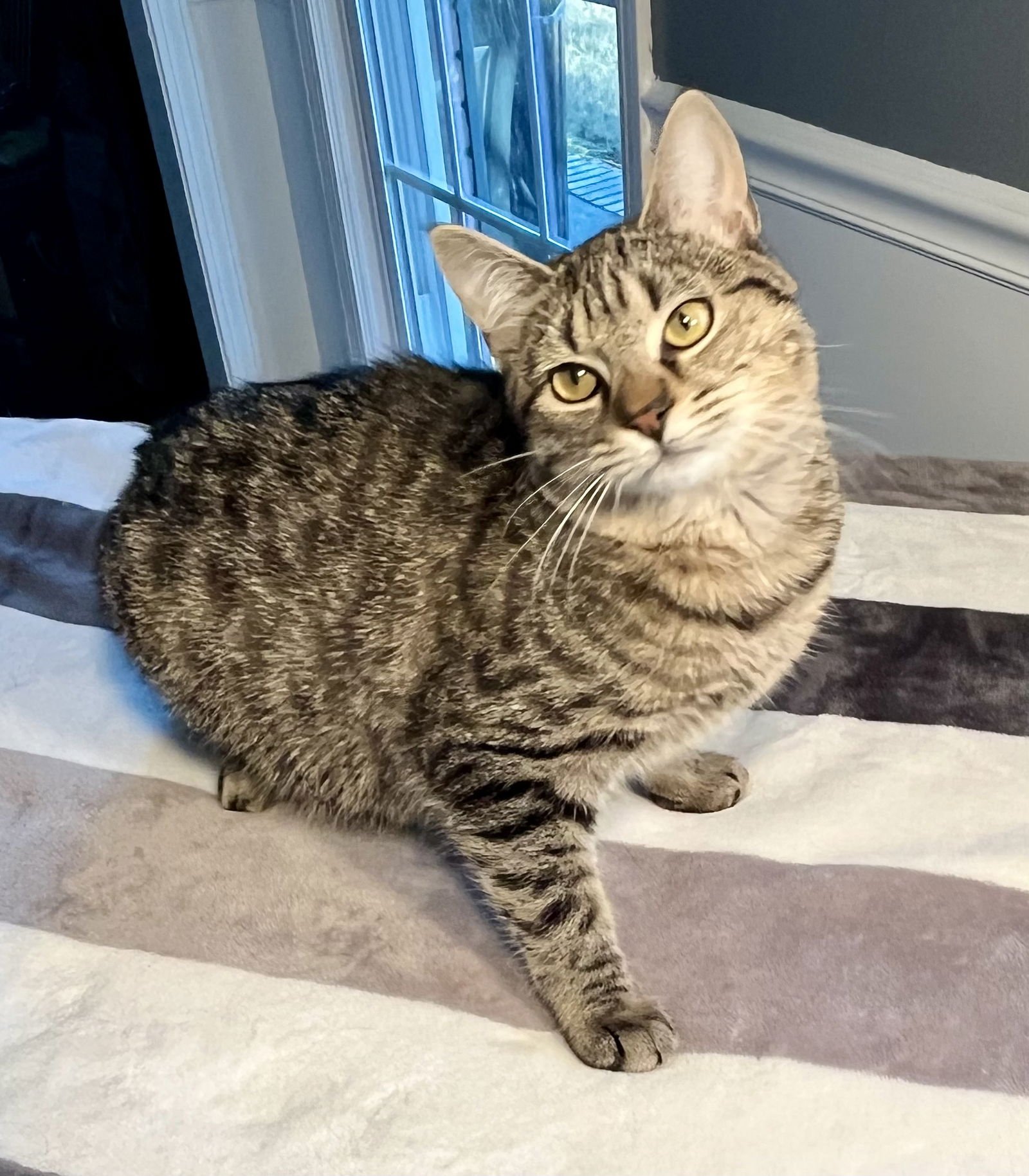 KIAWAH - Domestic Short Hair available for adoption