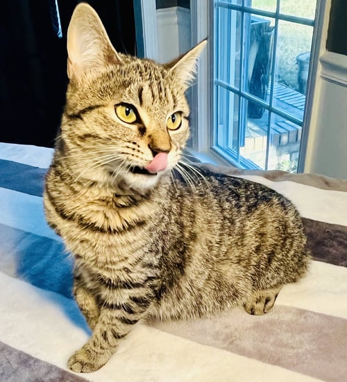 KIAWAH - Domestic Short Hair / Tabby available for adoption