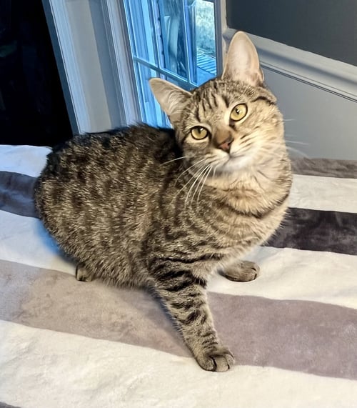 KIAWAH - Domestic Short Hair / Tabby available for adoption