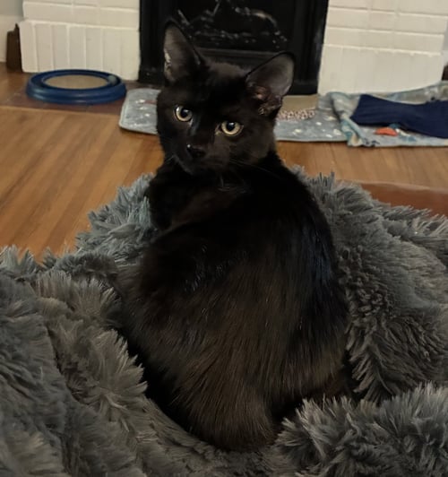 G. SNITCH - Domestic Medium Hair / Bombay available for adoption