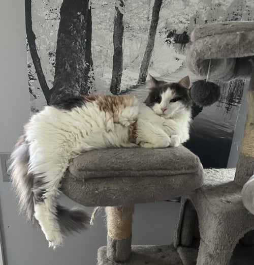 KATYDID - Domestic Long Hair / Dilute Calico available for adoption