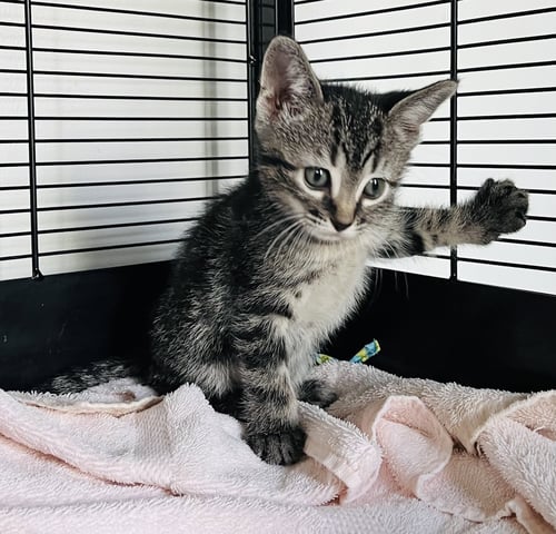 MULBERRY - Tabby / Domestic Short Hair available for adoption