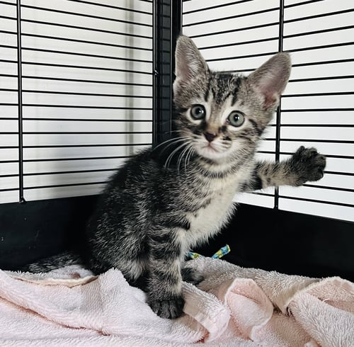 MULBERRY - Tabby / Domestic Short Hair available for adoption