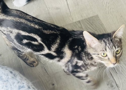 SPLASH - Domestic Short Hair available for adoption
