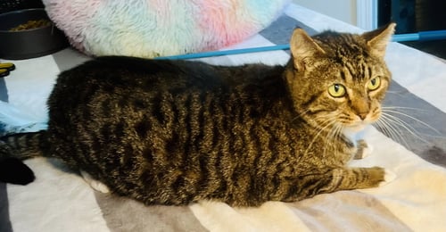 ALLIGATOR - Tabby / Domestic Short Hair available for adoption