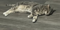 Theodore - Photo 2