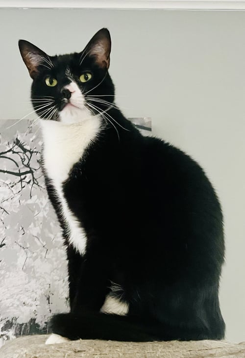 ZIPPER - Tuxedo / Domestic Short Hair available for adoption
