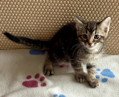 PETUNIA - Domestic Short Hair available for adoption