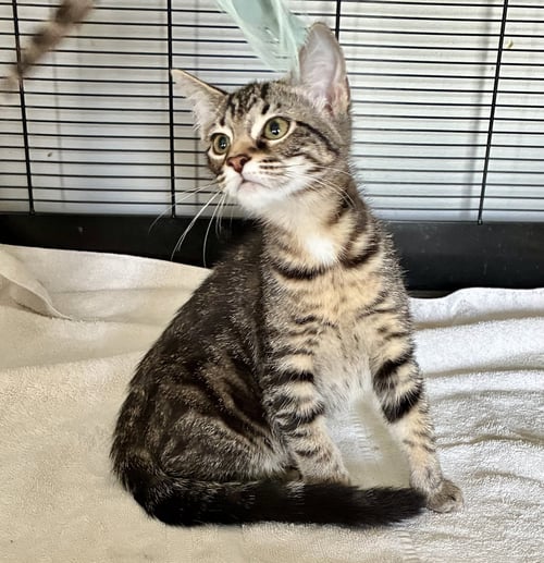 PETUNIA - Tabby / Domestic Short Hair available for adoption