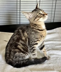 Petunia - Photo 3