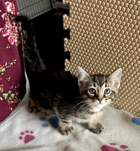 Petunia - Photo 10