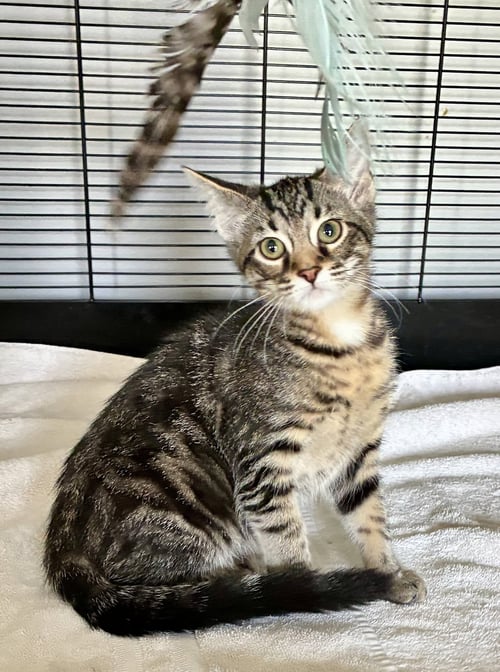 PETUNIA - Tabby / Domestic Short Hair available for adoption