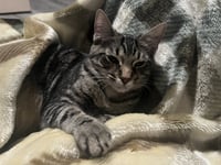 Petunia - Photo 1
