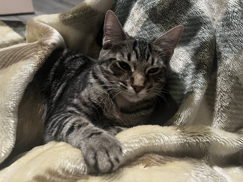 PETUNIA - Tabby / Domestic Short Hair available for adoption