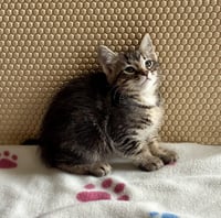 Petunia - Photo 7