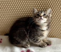 Petunia - Photo 13