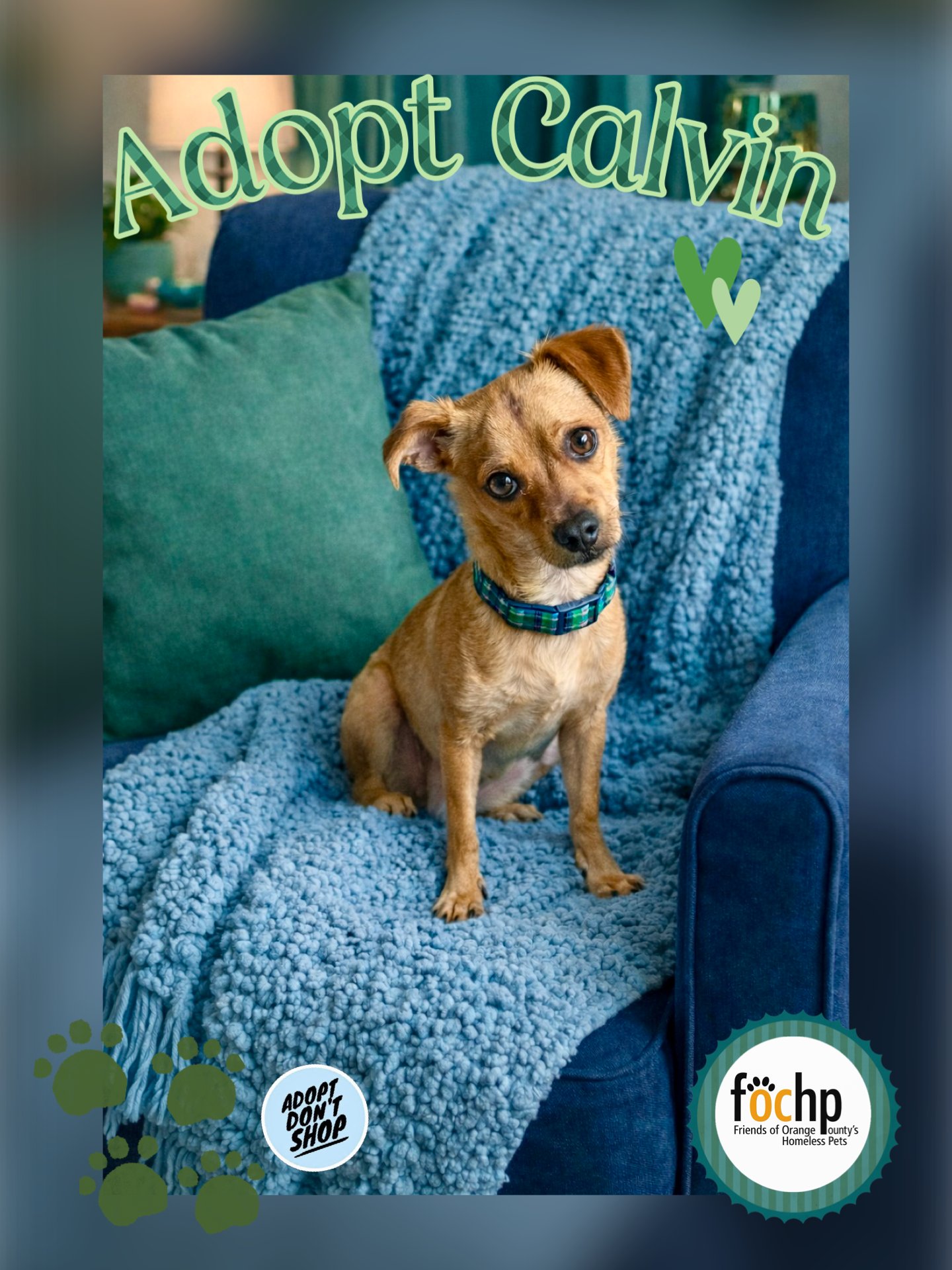 CALVIN - Chihuahua for adoption in Anaheim