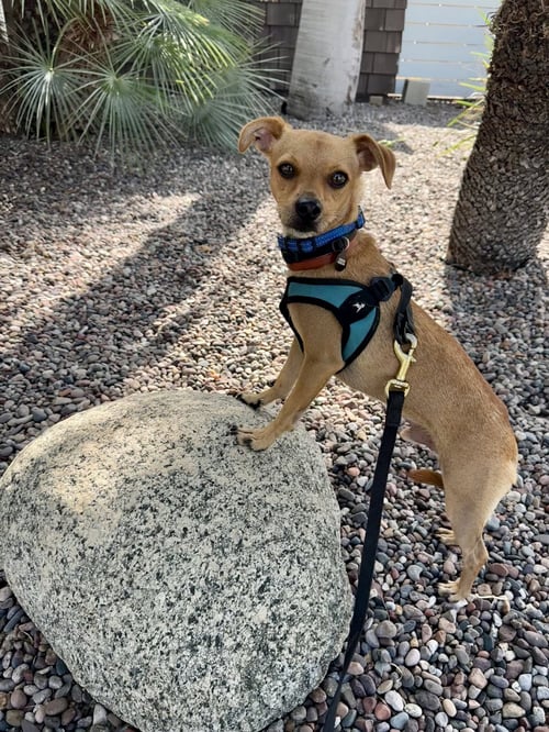 CALVIN - Chihuahua available for adoption