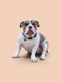 Poppy - Photo 4