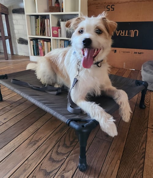 RINGO - Australian Shepherd / Poodle (Standard) available for adoption