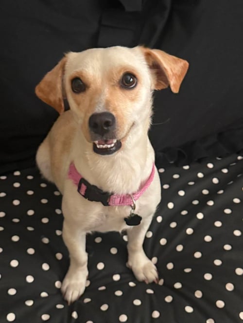 ELSA - Chihuahua / Dachshund for adoption in Anaheim