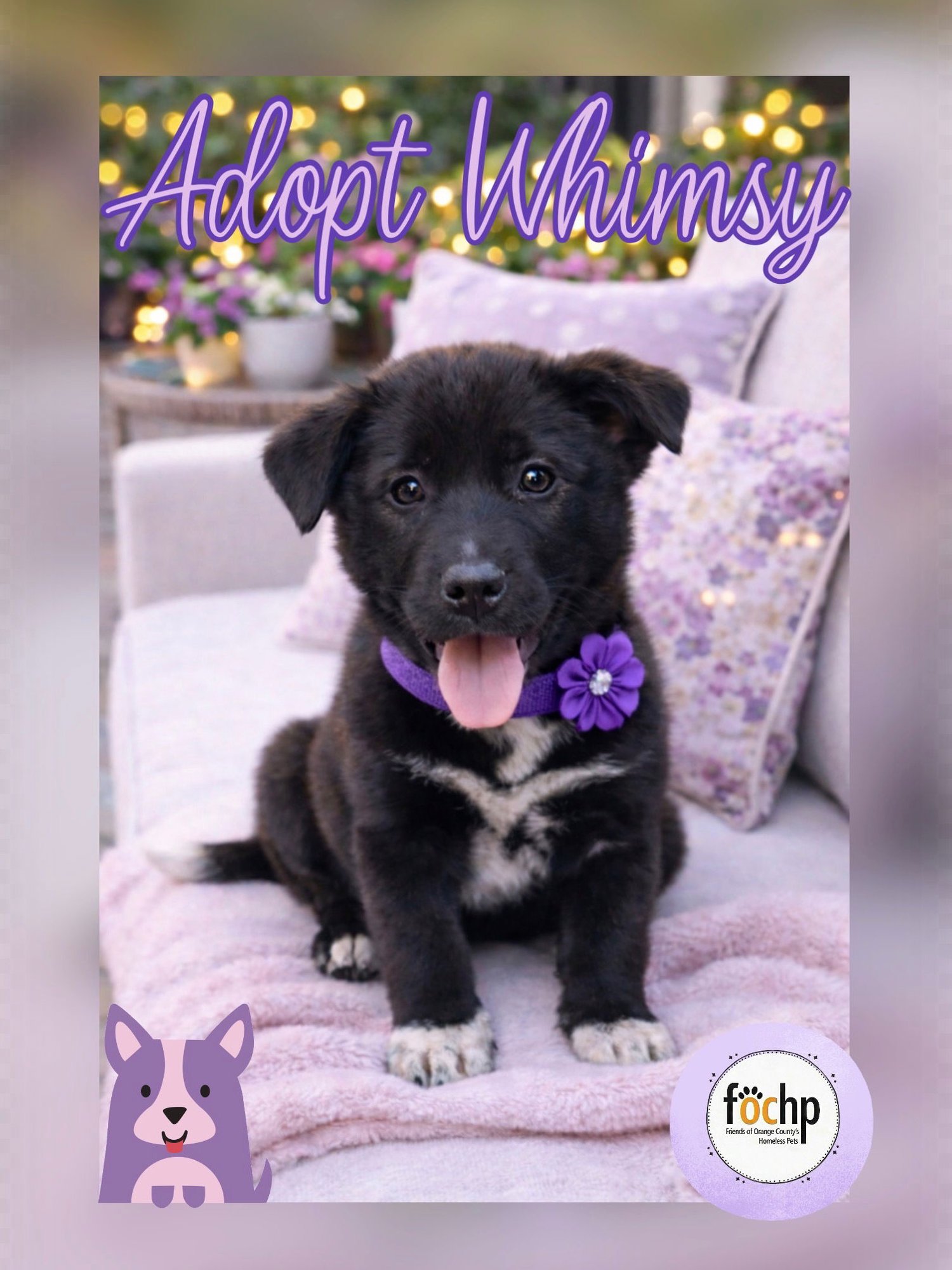 WHIMSY - Newfoundland Dog / Shepherd available for adoption