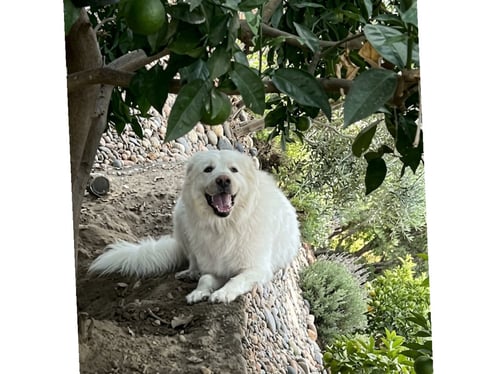 BELL - Great Pyrenees available for adoption