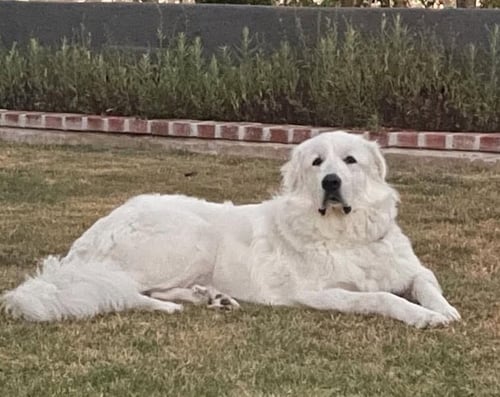 ROVER - Great Pyrenees for adoption in Anaheim