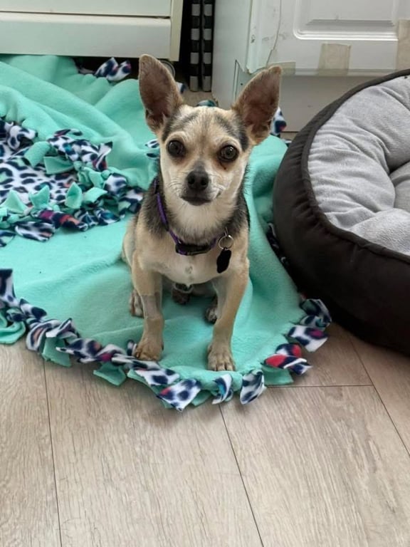 Otto Image
