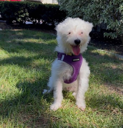 RUMI - West Highland White Terrier Westie / Maltese available for adoption