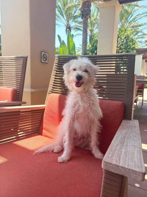 RUMI - West Highland White Terrier Westie / Maltese available for adoption