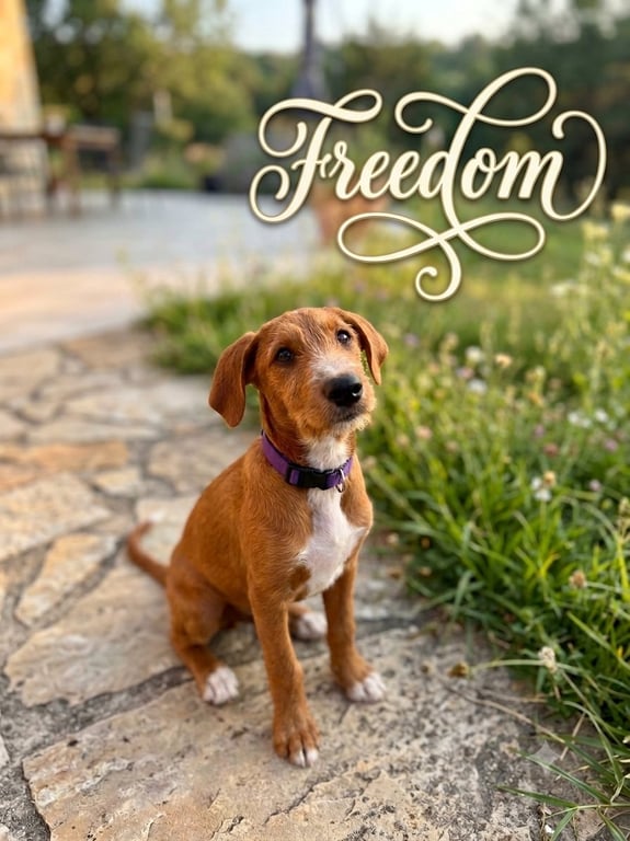 Freedom Image