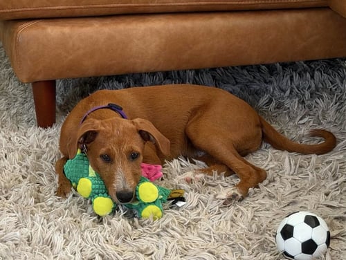 FREEDOM - Beagle / Poodle (Standard) available for adoption