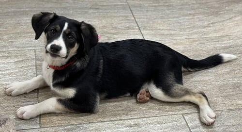 KIMBER - Cattle Dog available for adoption