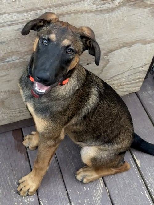 WINCHESTER - Belgian Shepherd Malinois / Hound available for adoption